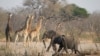 Conservationists threaten Namibia with legal action over wildlife cull