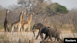 FILE - Elephants and giraffes walk near a watering hole inside Hwange National Park, in Zimbabwe, Oct. 23, 2019.