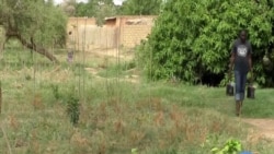 Nurturing Gao Trees, Niger’s Farmers Re-Green the Country