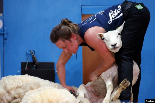 Seorang perempuan berpartisipasi dalam Kejuaraan Dunia Cukur Bulu Domba di Le Dorat, Perancis, 4 Juli 2019. (Foto: Reuters)