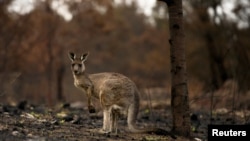 An injured kangaroo with a joey in its pouch limps through burned bushland in Cobargo, Australia, Jan. 9, 2020. 