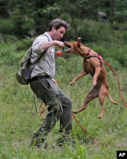 Handler Joshua Beese plays with Dia, a Labrador retriever, while they work to find Scotch broom, an invasive species, in Harriman State Park in Tuxedo, N.Y., Tuesday, Aug. 6, 2019. (AP Photo/Seth Wenig)