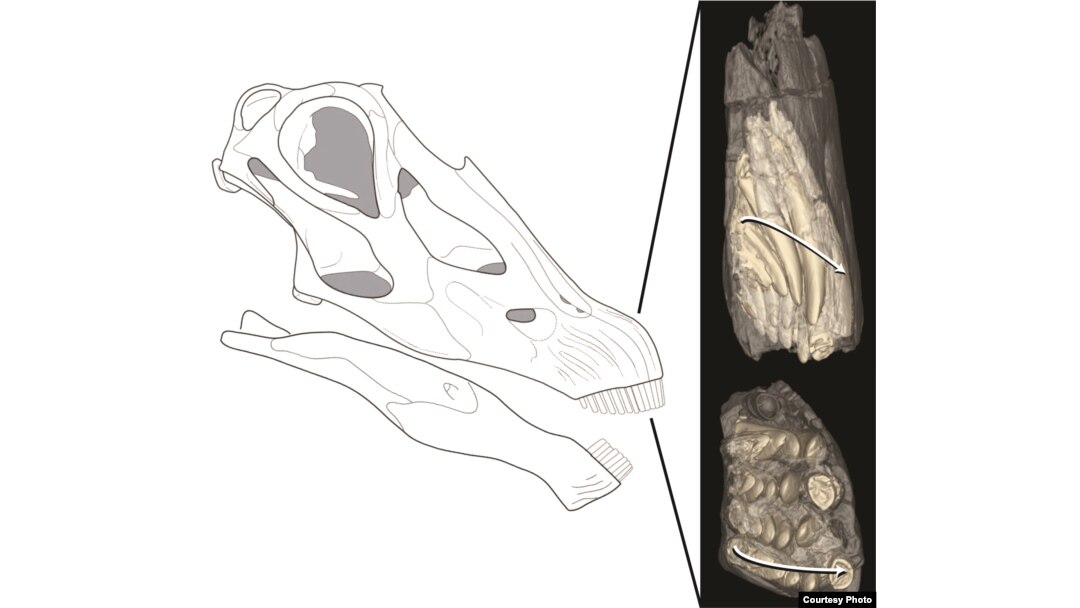 Diplodocus teeth wore down and were replaced about once a month, with as many as five teeth in waiting in each tooth socket. (Courtesy Michael D’Emic)