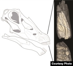 Diplodocus teeth wore down and were replaced about once a month, with as many as five teeth in waiting in each tooth socket. (Courtesy Michael D’Emic)