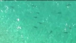 Miles de tiburones