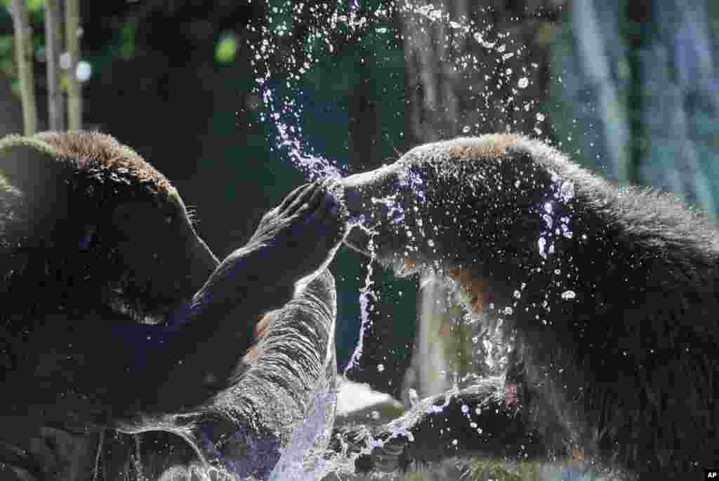 آب بازی دو خرس در یک باغ وحش در رم ایتالیا