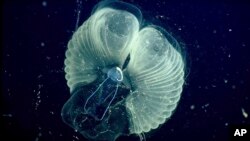 This 2002 photo provided by the Monterrey Bay Aquarium Research Institute shows a close up view of a "giant larvacean" and its "inner house" - a mucus filter that the animal uses to collect food. (MBARI via AP)