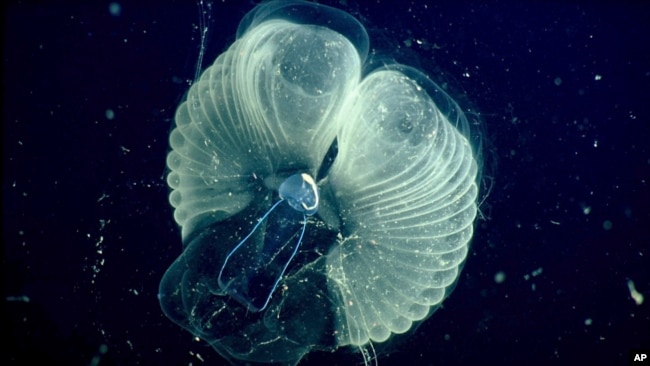 This 2002 photo provided by the Monterrey Bay Aquarium Research Institute shows a close up view of a "giant larvacean" and its "inner house" - a mucus filter that the animal uses to collect food. (MBARI via AP)