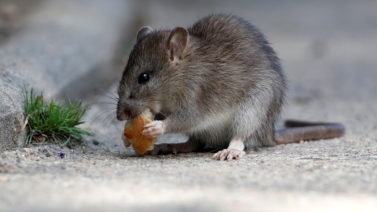 Quiz Scientists Trained Rats to Drive Cars. What Did They Learn?