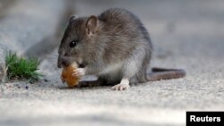 FILE - A rat eats pieces of bread thrown by tourists near the Pont-Neuf bridge over the river Seine in Paris, France, 2017. 