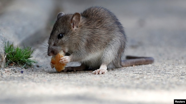 FILE - A rat eats pieces of bread thrown by tourists near the Pont-Neuf bridge over the river Seine in Paris, France, Aug. 1, 2017.