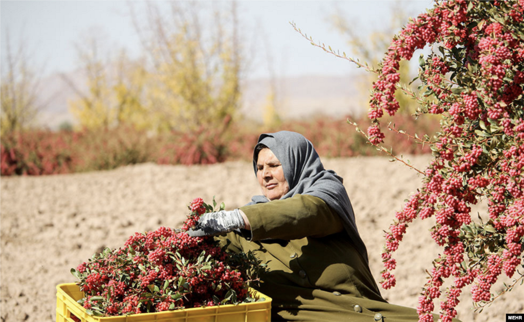 برداشت زرشک در خراسان جنوبی عکس: محسن نوفرستی 