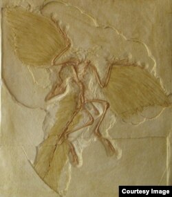 The lightweight Archaeopteryx is considered the first bird. Its shrinking size might have been key to the evolutionary success of birds. (Credit: Roger Benson)