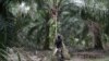 Seorang pekerja memanen buah kelapa sawit di tengah wabah virus cocora di Klang, Malaysia, 15 Juni 2020. (Foto: Reuters)