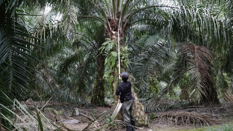 Malaysia Kecam UU Antideforestasi Uni Eropa