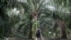 Seorang pekerja memanen buah kelapa sawit di tengah wabah virus corona di Klang, Malaysia, 15 Juni 2020. (Foto: Reuters)