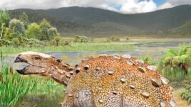 This illustration provided by Luis Perez Lopez shows a Stegouros. Fossils found in Chile are from the strange dog-sized dinosaur species that had a unique slashing tail weapon, scientists reported Wednesday, Dec. 1, 2021. (Luis Perez Lopez via AP)