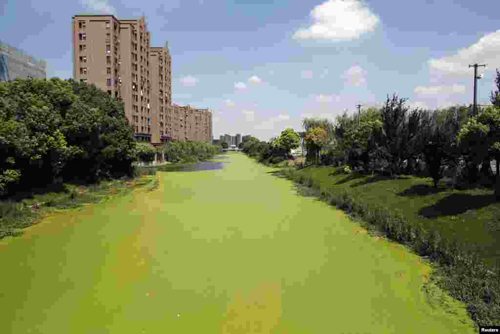 An algae-covered river is seen in Shanghai, China.