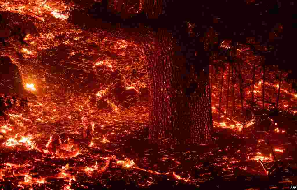 Embers blow in the wind as a tree trunk glows during the Kincade fire near Geyserville, California. The fire broke out in spite of rolling blackouts by utility companies in both northern and southern California.
