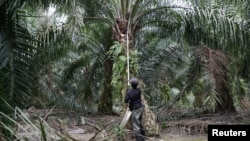 Seorang pekerja memanen buah kelapa sawit di tengah wabah virus cocora di Klang, Malaysia, 15 Juni 2020. (Foto: Reuters)