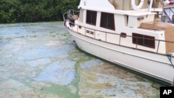 Tras recorrer el río St. Lucie, que pasa por el centro de Stuart, los problemas se pueden remontar al historial de Florida de desviar agua hacia el mar.