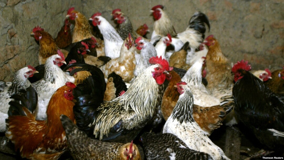 FILE PHOTO: Chickens await vaccination against bird flu at the settlement Peredovoi near Stavropol