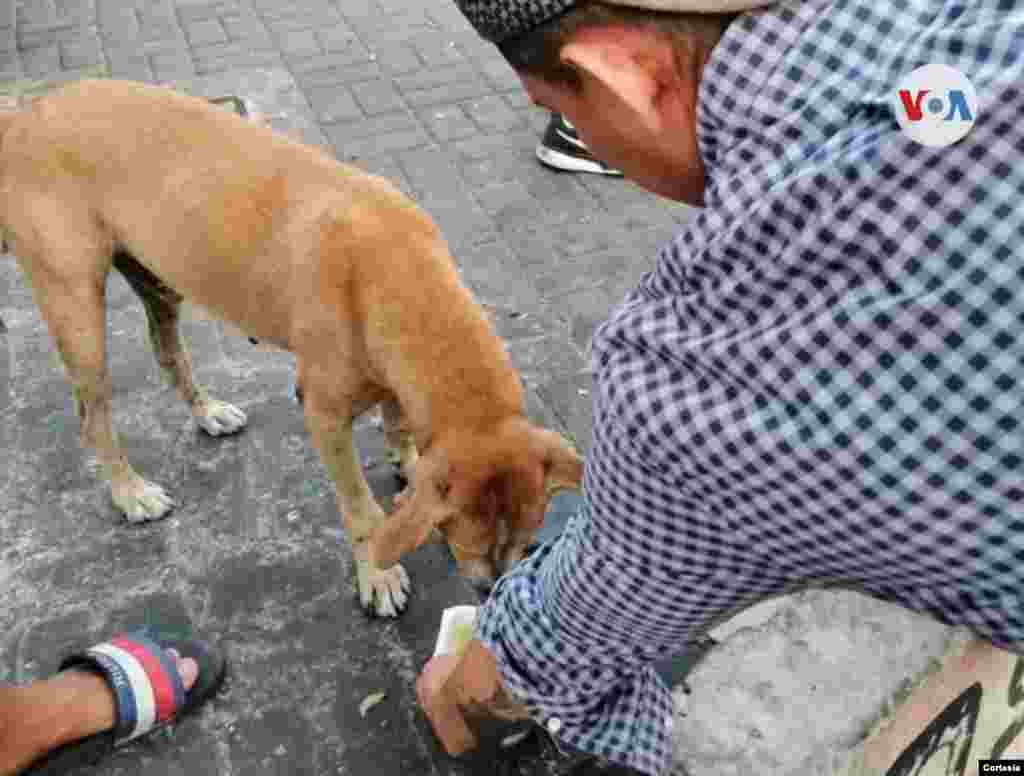 Incluso, algunos animales callejeros se vieron beneficiados con la iniciativa de Edward, quien contó con la ayuda de familiares y amigos. [Foto: Edward Díaz]