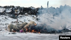 Polar bears scavenge for food at a dump in Churchill, Canada, in this handout image dated circa 2003. In 2005, the community permanently closed its dump and now stores garbage in a secure facility. Dan Guravich/Polar Bears International/Handout via REUTERS 