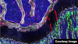 The osteochondroretricular (OCR) stem cell, a newly identified type of bone stem cell that appears to be vital to skeletal development and may provide the basis for novel treatments for osteoarthritis, osteoporosis and bone fractures.