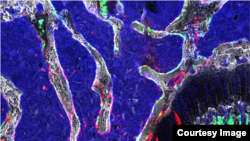 ARCHIVO- Una célula madre osteocondroretrinal (OCR), un tipo de célula madre ósea recientemente identificada que parece ser vital para el desarrollo esquelético y puede proporcionar la base para nuevos tratamientos para la osteoartritis, la osteoporosis y las fracturas óseas.