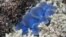 A clam is seen among the corals at the Great Barrier Reef in Great Keppel island, Australia, April 7, 2010.