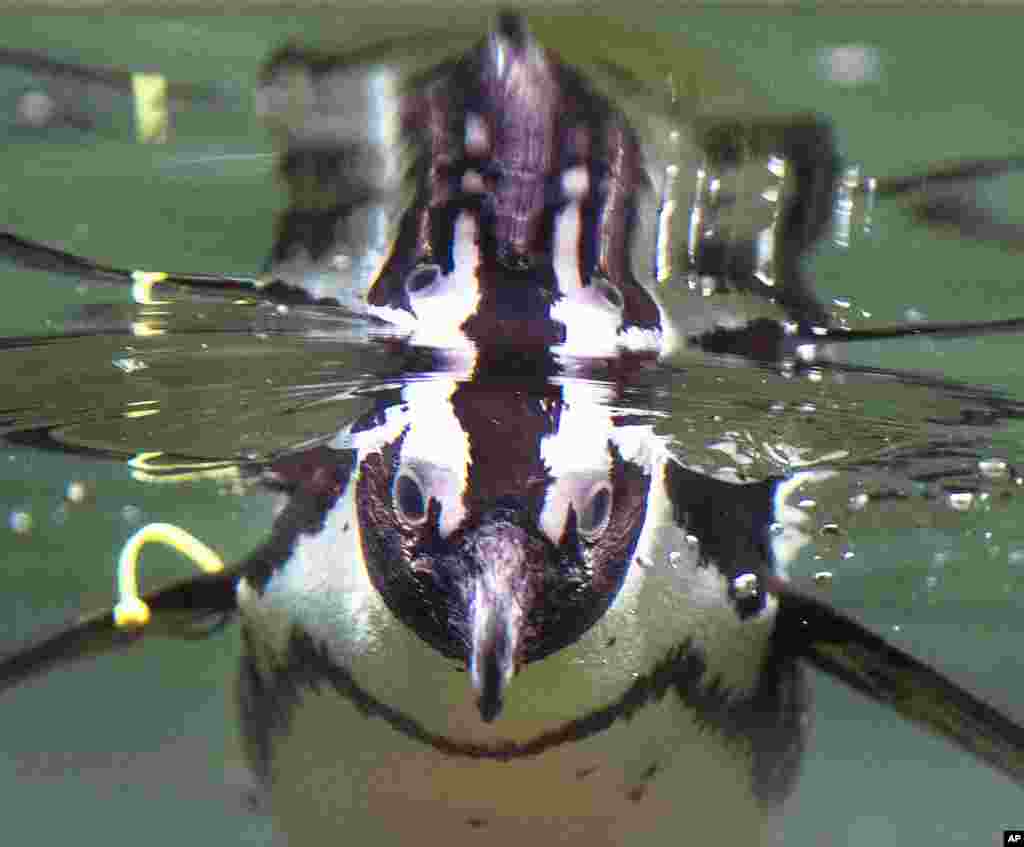 A penguin dives in its pool in the zoo in Kronberg near Frankfurt, Germany.