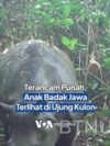 Terancam Punah, Anak Badak Jawa Terlihat di Ujung Kulon