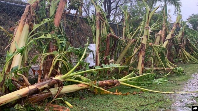 Trees lay on their sides following Typhoon Mawar outside Hagatna, Guam, May 25, 2023.