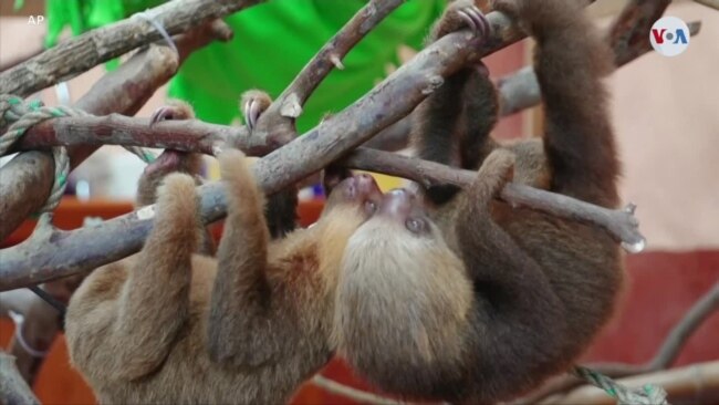 AMBIENTE: Perezosos en Costa Rica reciben rehabilitación contra maltrato