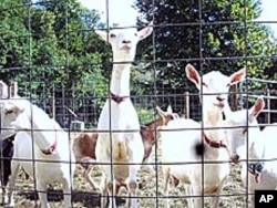 Goats are relatively easy to raise. They're self-sufficient - surviving quite well on available grasses. Contrary to their cartoon caricatures, they don't eat tin cans.