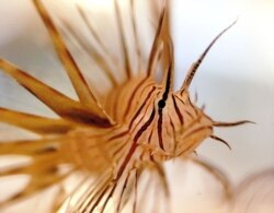 This juvenile Lionfish, measuring between three and four inches long, was discovered by divers in the Alantic waters of the Bahamas. The species has also been found in the Mediterranean Sea.