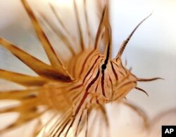 This juvenile Lionfish, measuring between three and four inches long, was discovered by divers in the Alantic waters of the Bahamas. The species has also been found in the Mediterranean Sea.