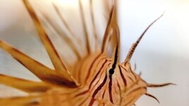This juvenile Lionfish, measuring between three and four inches long, was discovered by divers in the Alantic waters of the Bahamas. The species has also been found in the Mediterranean Sea.