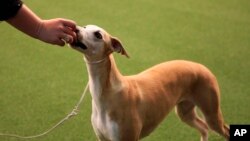In this Feb. 11, 2019, file photo, Bourbon gets a treat at the Westminster Kennel Club Dog Show in New York. (AP Photo/Peter Hamlin, File)