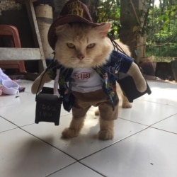 Foto-foto pakaian kucing (Koleksi Pribadi Fredi Lugina)