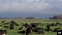 FILE - Dairy cows graze on a farm near Oxford, New Zealand, Oct. 8, 2018. Farm animals are partially to blame for half of the country's rising greenhouse gas emissions.
