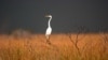 Everglades National Park: 'The Liquid Heart of Florida'