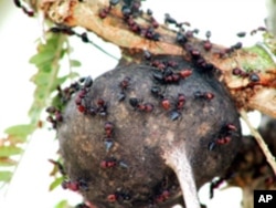 In their role as bodyguards, Crematogaster ants protect the Acacia tree against elephants.