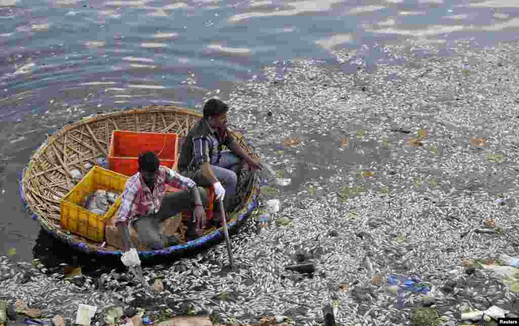 Petugas kebersihan kota membersihkan ikan-ikan yang mati dari danau Ulsoor di Bengaluru, India.