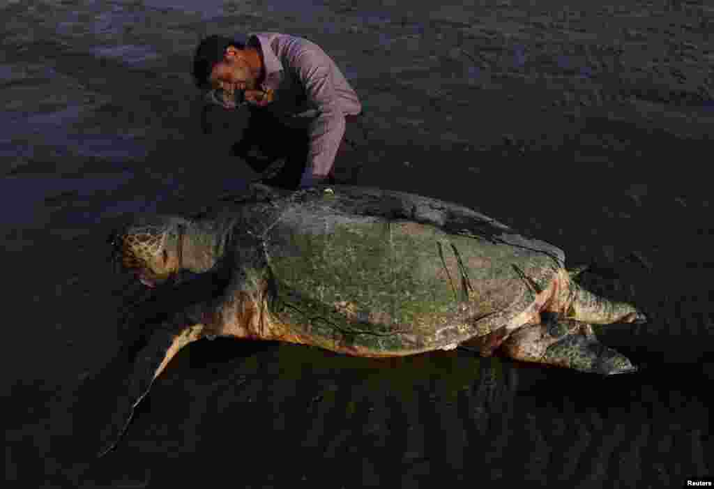 A man squats next to a dead green turtle along Karachi's Clifton beach, Pakistan.