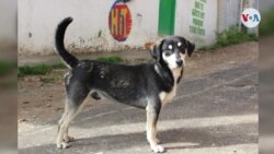 En Fotos: Animales abandonados durante pandemia