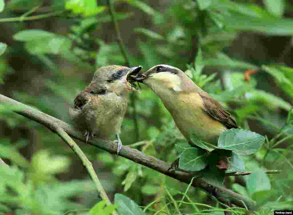 Seekor induk burung memberi makan anaknya di sebuah hutan di Gangneung, kota resor di Korea Selatan.