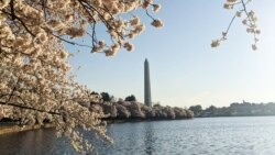 Cherry Blossoms reach their peak bloom at Tidal Basin, Washington, D.C.