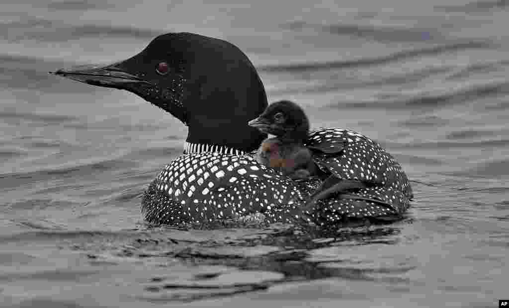 A Common Loon chick rides on its mother&#39;s back on Maranacook Lake in Winthrop, Maine, July 20, 2021.